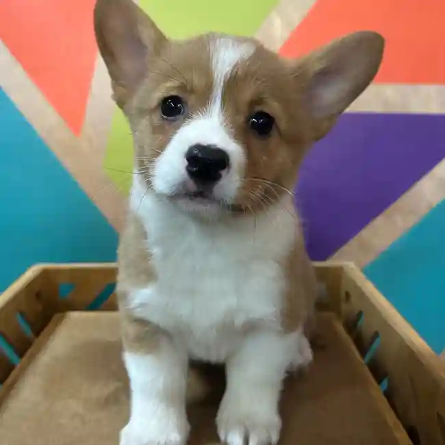 Female Pembroke Welsh Corgi puppy named Gina for sale at Petland Rogers.