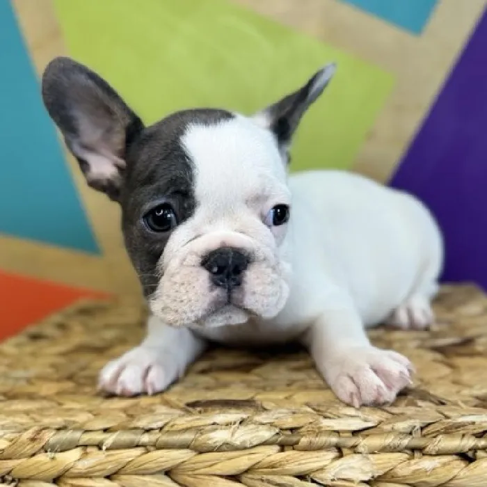 Female French Bulldog puppy named Tater for sale at Petland Rogers.