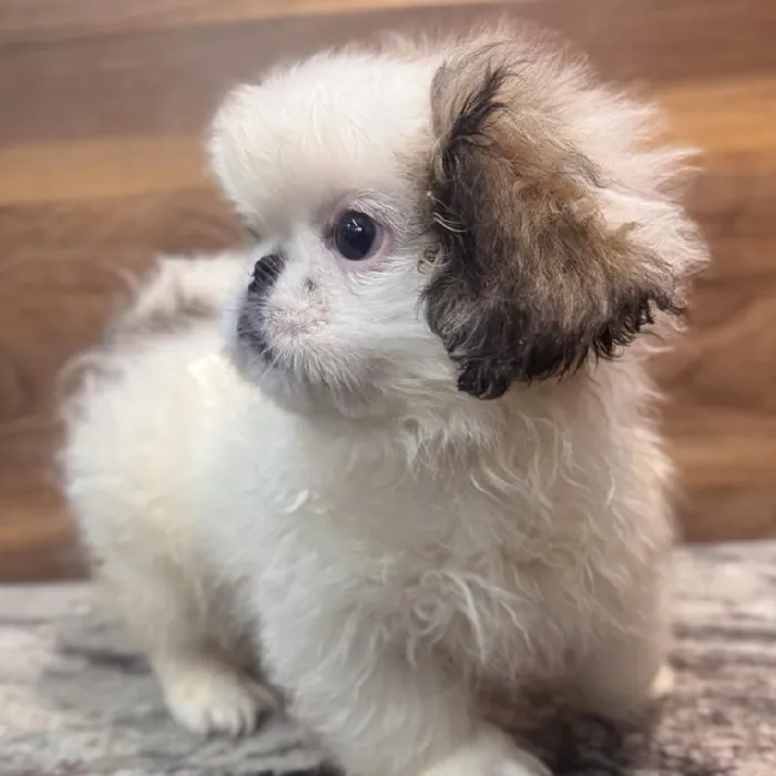 Male Pekingese puppy named Earl for sale at Petland Rogers.