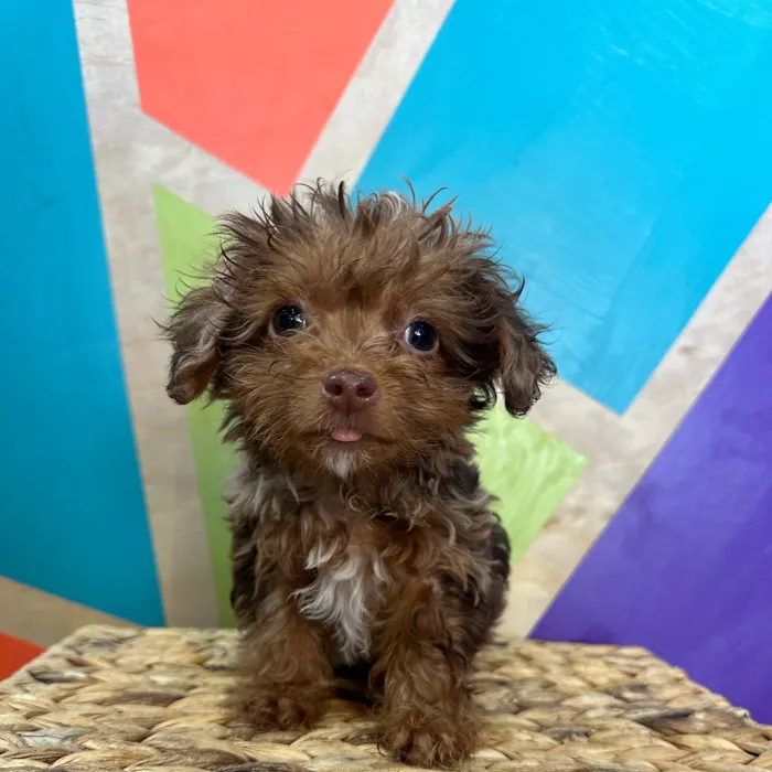 Male Yorkie-Poo puppy named Chip for sale at Petland Rogers.