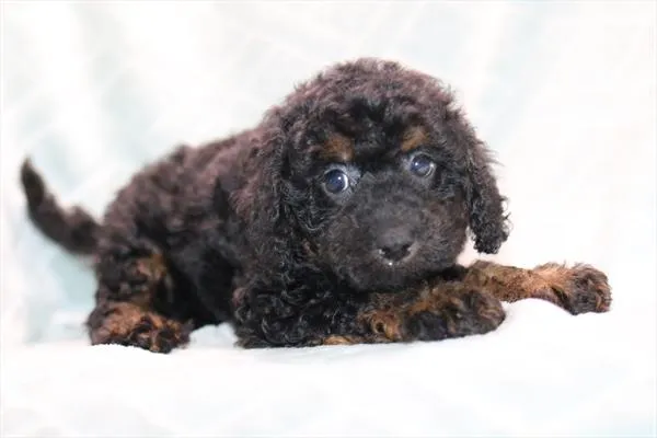 Female Mini Bernedoodle puppy named Dalilah for sale at Petland Wichita West.
