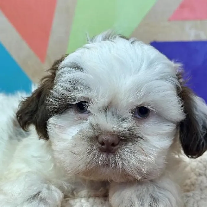 Male Shih Tzu puppy named Oakley for sale at Petland Joplin.