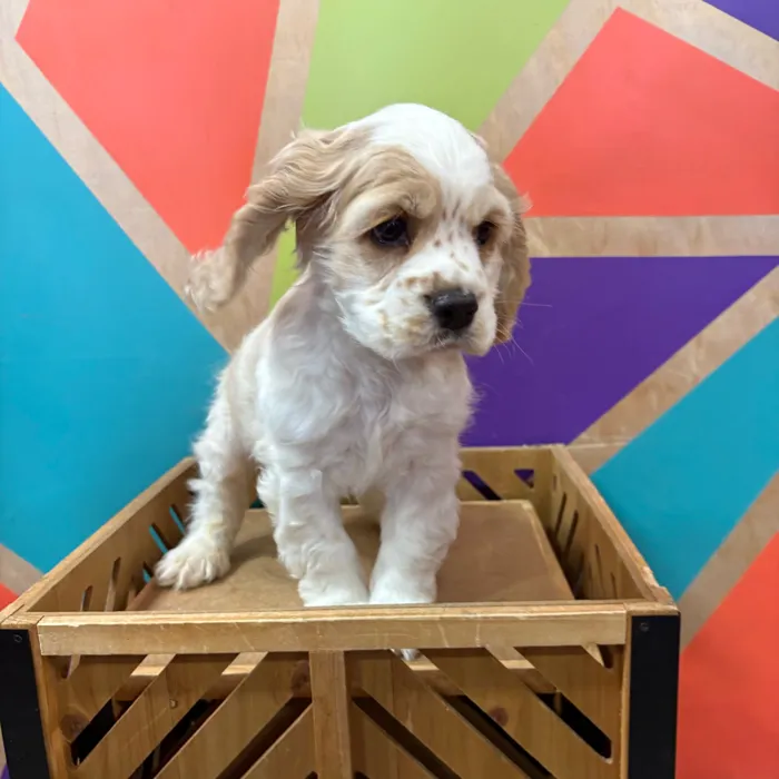Male Cocker Spaniel puppy named Valentino for sale at Petland Rogers.