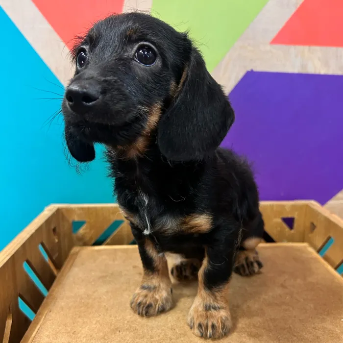 Male Doxie-Poo puppy named Doc for sale at Petland Rogers.
