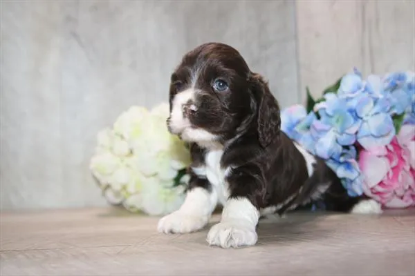 Male Cocker Spaniel puppy named Spencer for sale at Petland Wichita West.