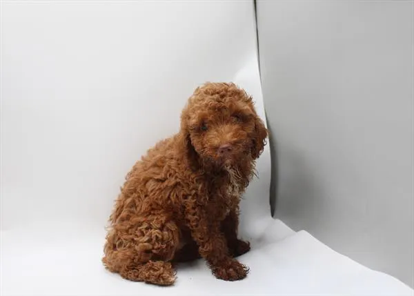 Male Mini Poodle puppy named Griffin for sale at Petland Wichita West.