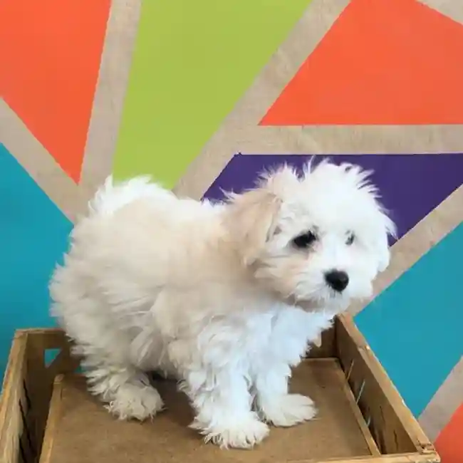 Male Maltichon puppy named Rain for sale at Petland Joplin.