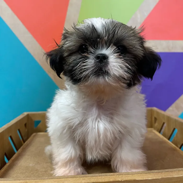 Male Shih Tzu puppy named Lawrence for sale at Petland Rogers.
