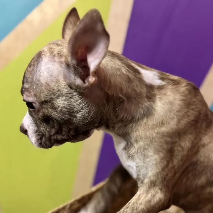 Male Boston Terrier puppy named Barry for sale at Petland Fayetteville.
