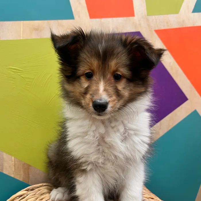 Male Sheltie puppy named Scout for sale at Petland Joplin.
