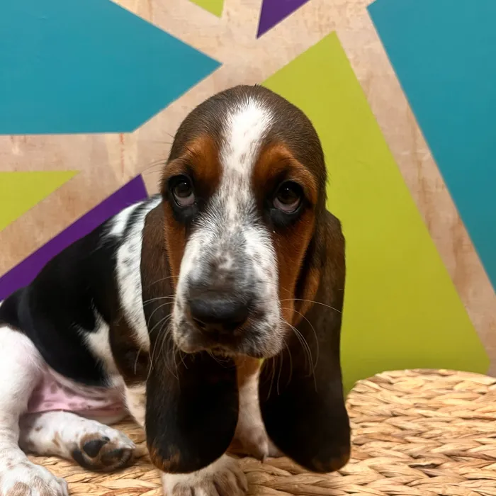 Female Basset Hound puppy named Hazel for sale at Petland Wichita West.