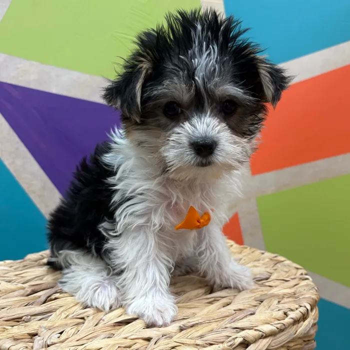 Male Biewer Yorkshire Terrier puppy named Stanley for sale at Petland Wichita West.