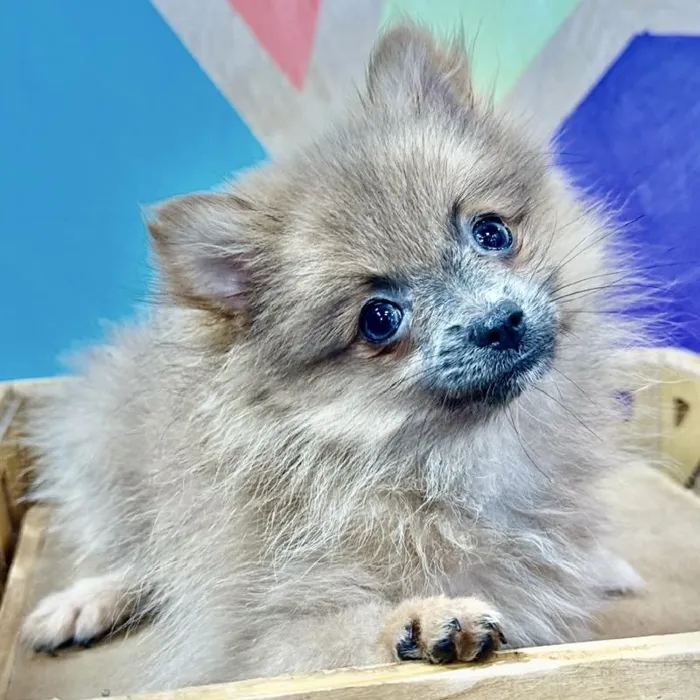 Female Pomeranian puppy named Poppy for sale at Petland Joplin.