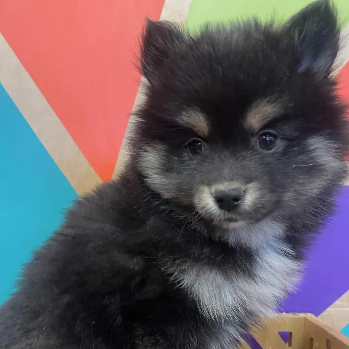 Male Pomsky puppy named Parker for sale at Petland Fayetteville.