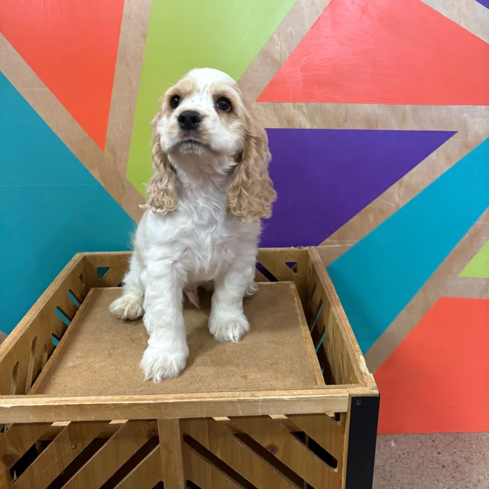 Male Cocker Spaniel puppy named Valentino for sale at Petland Rogers.