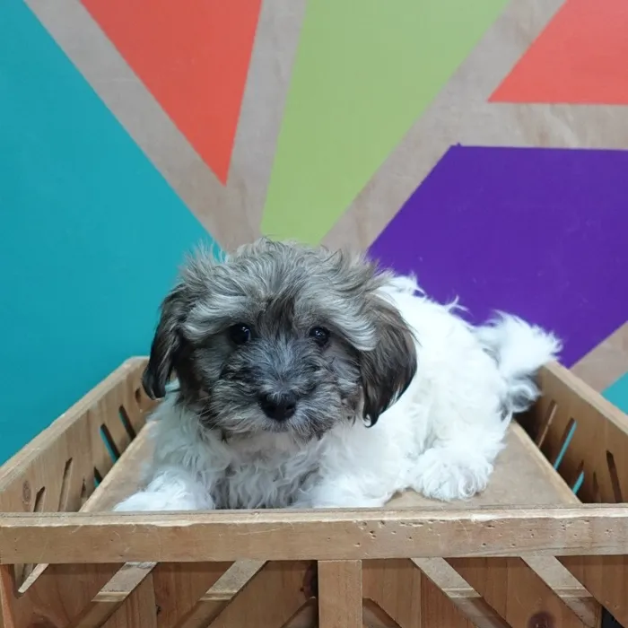 Male Havanese puppy named Harold for sale at Petland Joplin.