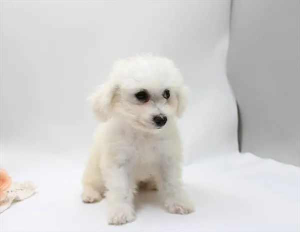 Male Bichon puppy for sale at Petland Joplin.