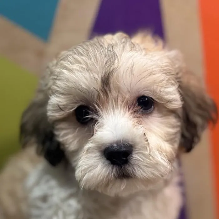 Male Teddy Bear puppy named Tony for sale at Petland Fayetteville.