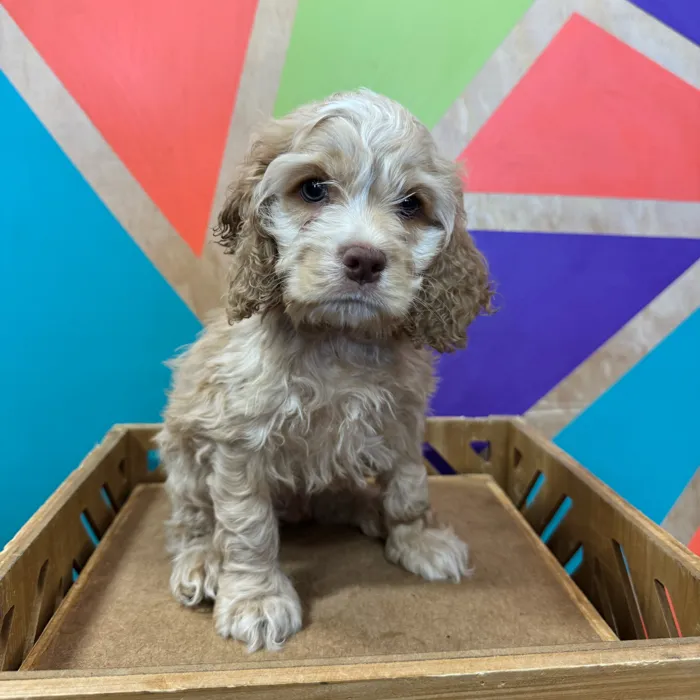Male Cocker Spaniel puppy named Homer for sale at Petland Joplin.