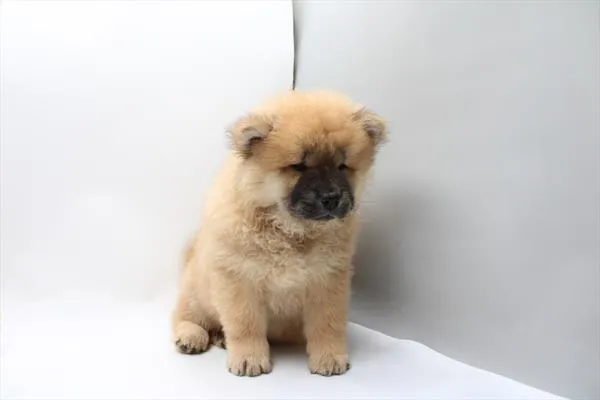 Female Chow Chow puppy for sale at Petland Joplin.