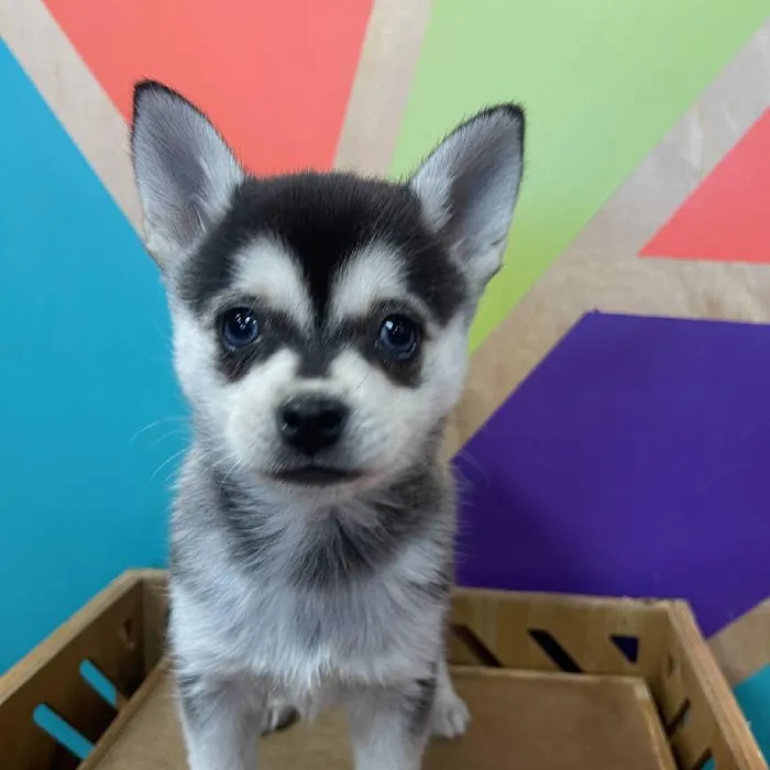 Male Alaskan Klee Kai puppy named Karter for sale at Petland Wichita West.