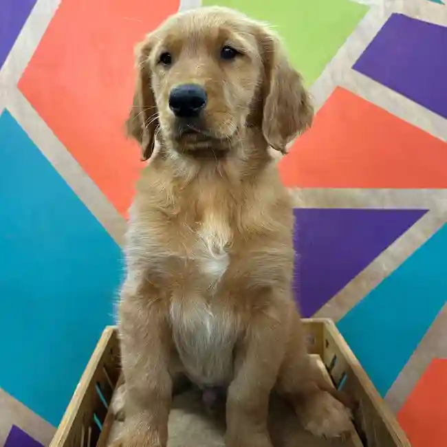Male Golden Retriever puppy named Harvey for sale at Petland Joplin.