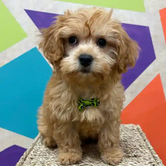 Male Cavapoo puppy named Tobias for sale at Petland Wichita West.