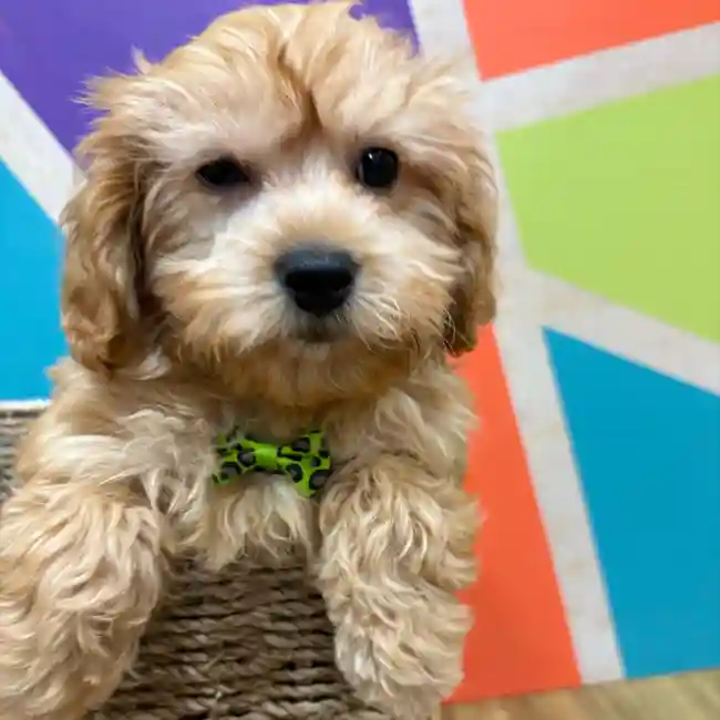 Male Cavapoo puppy named Tobias for sale at Petland Wichita West.