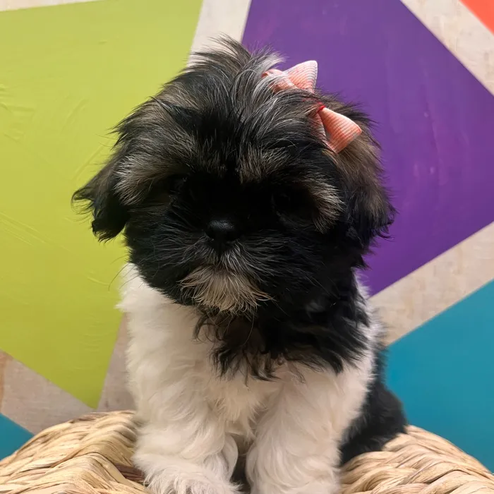Female Shih Tzu puppy named Rue for sale at Petland Wichita West.