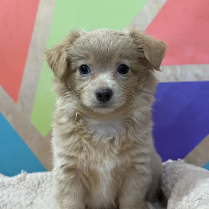 Male Chihuahua puppy named Chewy for sale at Petland Joplin.