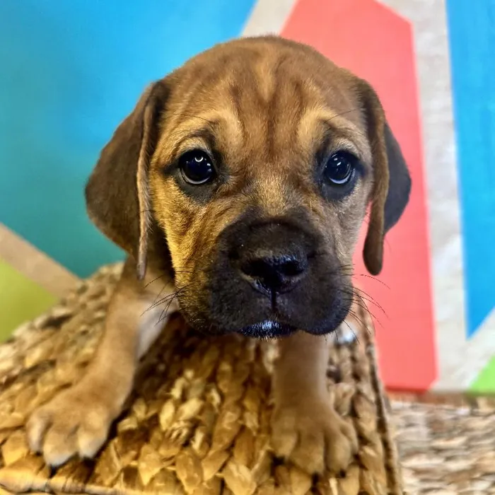 Female Mini Bulldog puppy named Latte for sale at Petland Rogers.