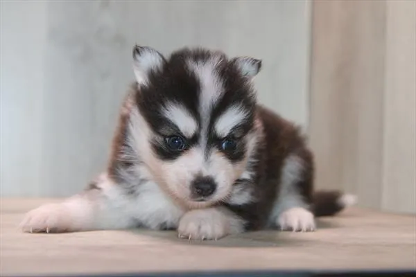 Male Pomsky puppy for sale at Petland Rogers.