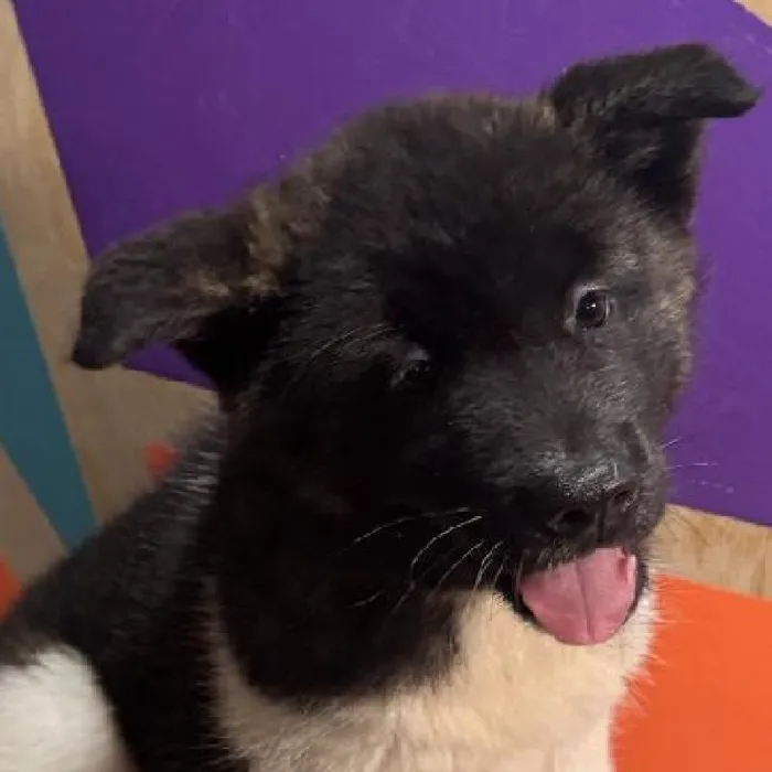 Female Akita puppy named India for sale at Petland Fayetteville.