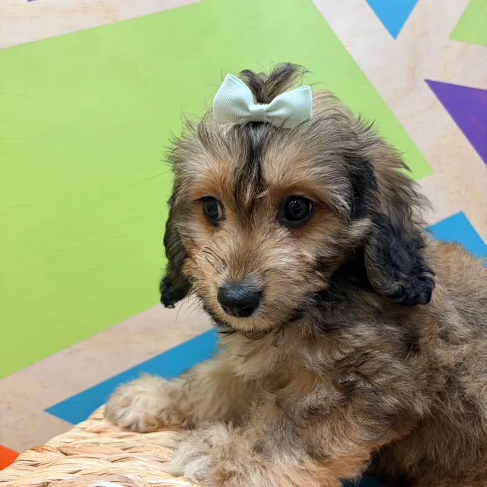 Female Cavachon puppy named Connie for sale at Petland Wichita West.