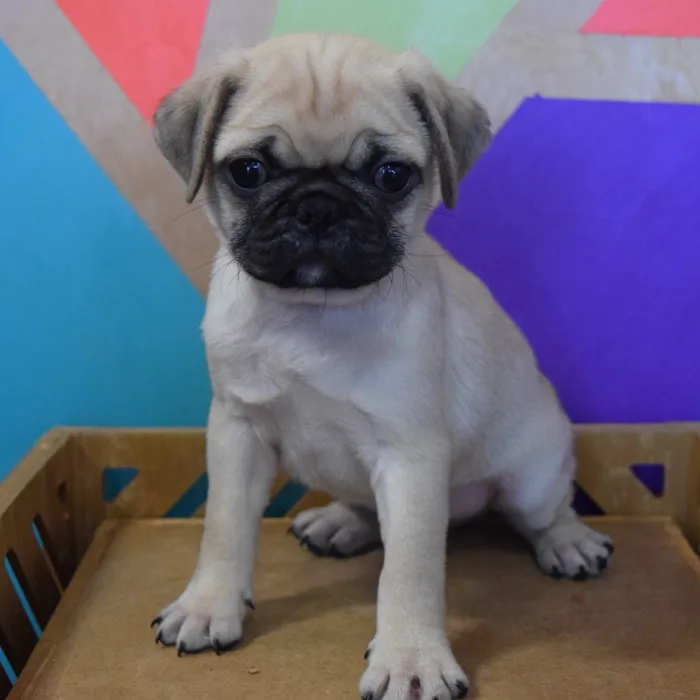 Male Pug puppy named Tom for sale at Petland Joplin.