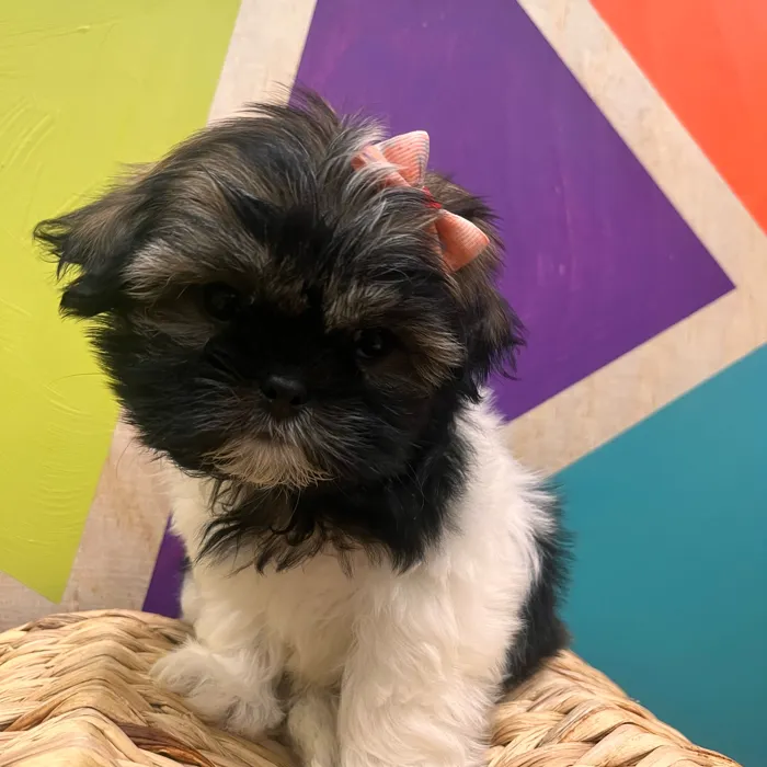 Female Shih Tzu puppy named Rue for sale at Petland Wichita West.