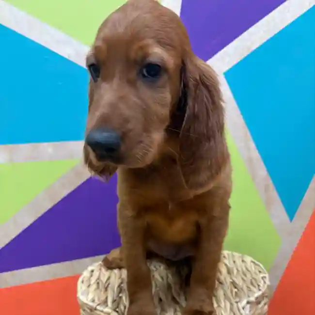 Female Irish Setter puppy named Scarlett for sale at Petland Wichita West.