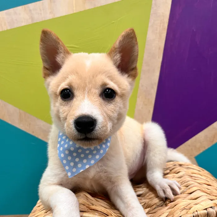 Male Shiba Inu puppy named Bingo for sale at Petland Wichita West.