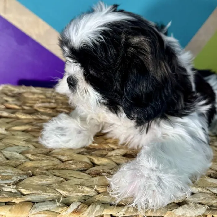 Female Shih Tzu puppy named Kori for sale at Petland Fayetteville.