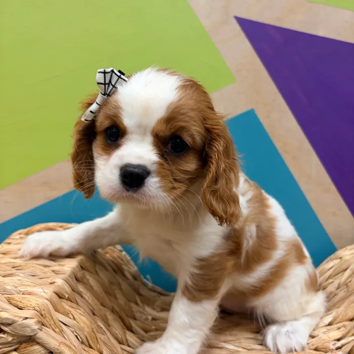 Female Cavalier King Charles Spaniel puppy named Phylis for sale at Petland Wichita West.