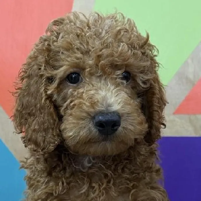 Male Moyen Poodle puppy named Bob Ross for sale at Petland Joplin.