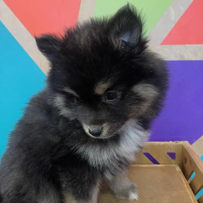Male Pomsky puppy named Parker for sale at Petland Fayetteville.
