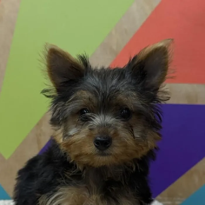 Female Yorkie puppy named Ann for sale at Petland Rogers.