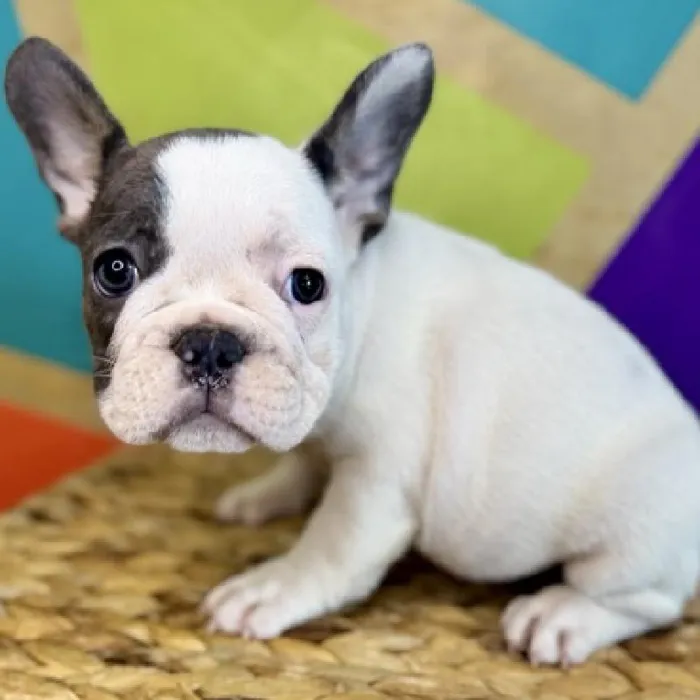 Female French Bulldog puppy named Tater for sale at Petland Rogers.