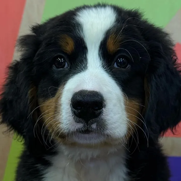 Female Bernese Mountain Dog puppy named Miriam for sale at Petland Joplin.