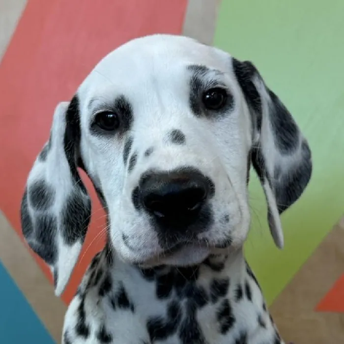 Female Dalmatian puppy named Darcy for sale at Petland Fayetteville.
