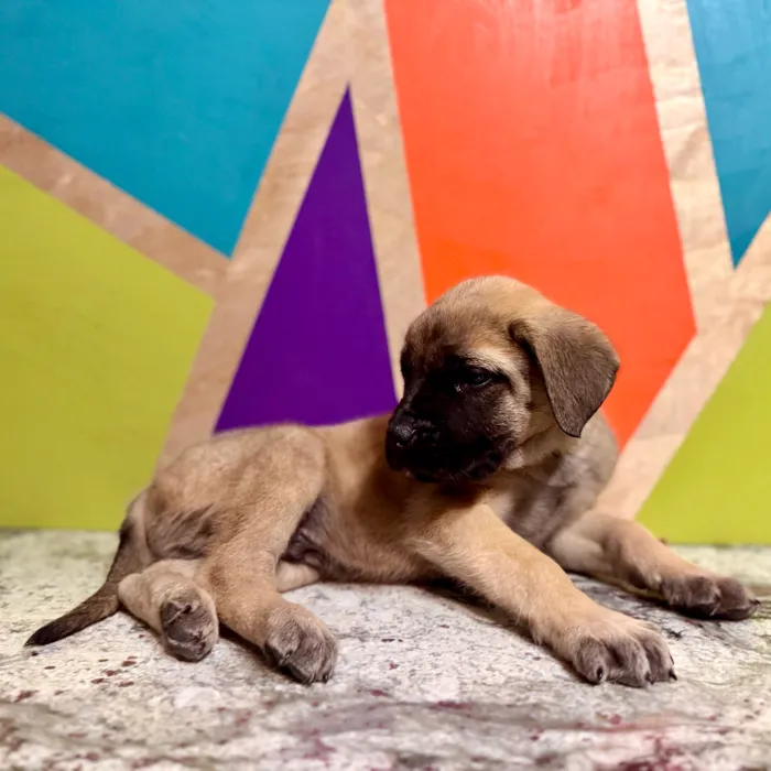 Male English Mastiff puppy named Blossom for sale at Petland Rogers.