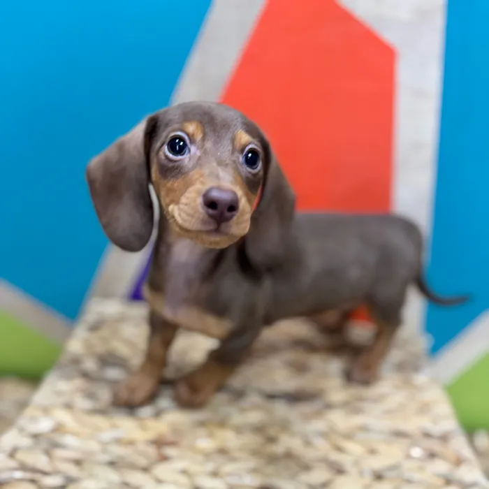 Male Mini Dachshund puppy named Frank for sale at Petland Rogers.