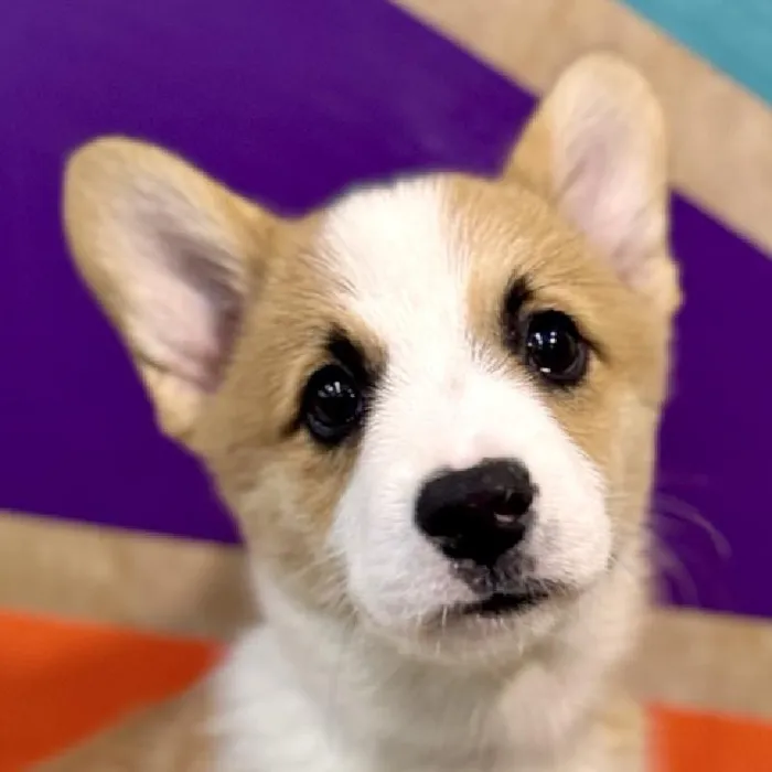 Male Pembroke Welsh Corgi puppy named Moore for sale at Petland Rogers.