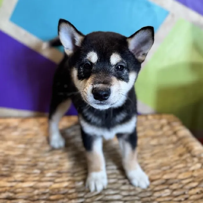 Male Shiba Inu puppy named Stone for sale at Petland Fayetteville.